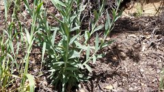 Boechera californica