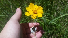 Coreopsis auriculata