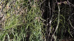Boechera californica