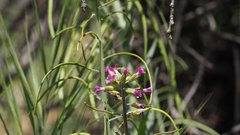 Boechera californica