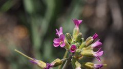 Boechera californica