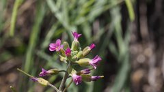 Boechera californica