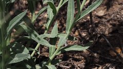 Boechera californica