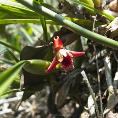 Maxillaria tenuifolia, photograph (c) Matteo Cassella, some rights reserved (CC BY-SA)