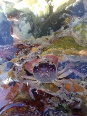 Cyclograpsus punctatus