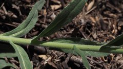 Boechera californica