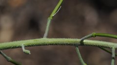 Boechera californica