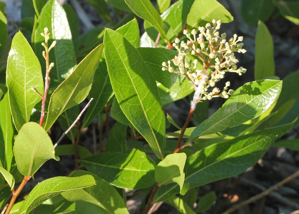 Gopher apple (Gulf Islands National Seashore Forest Plants) · iNaturalist