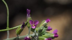 Boechera californica