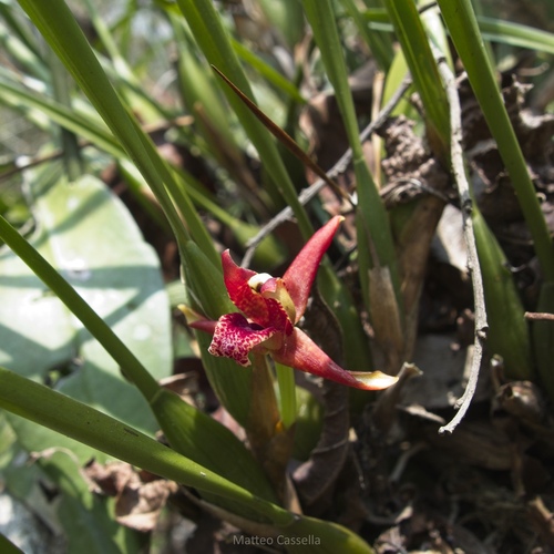 Maxillaria tenuifolia, photograph 5