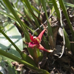 (c) Matteo Cassella, some rights reserved (CC BY-SA) Maxillaria tenuifolia, photograph (c) Matteo Cassella, some rights reserved (CC BY-SA)