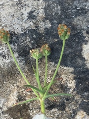 Angiospermae