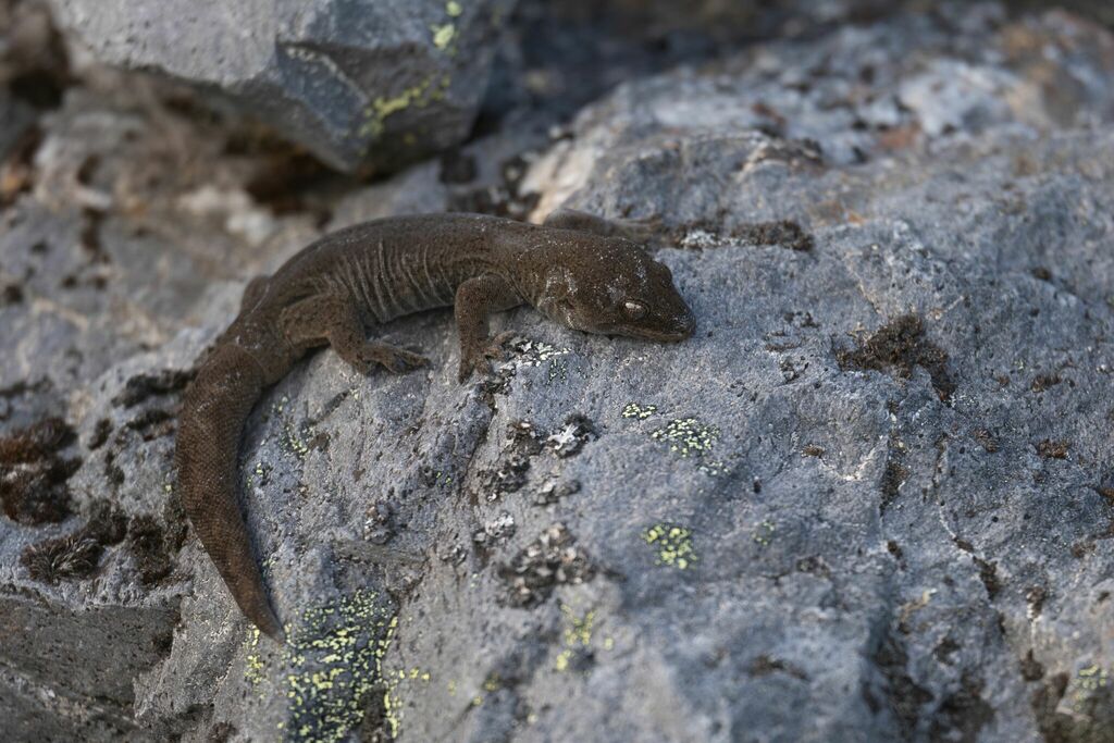 New Zealand Brown Geckos in April 2024 by Ben Ackerley. Kahurangi gecko ...