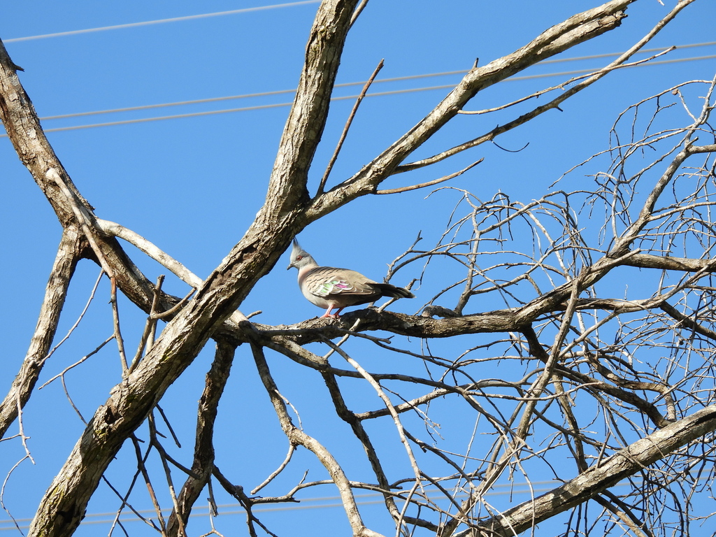 Crested Pigeon from Brisbane QLD, Australia on April 23, 2024 at 03:48 ...