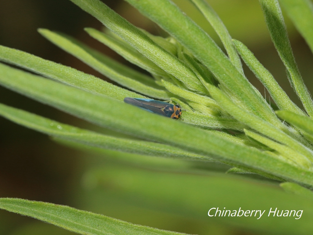 Kolla paulula | Insect Vectors of Plant Disease