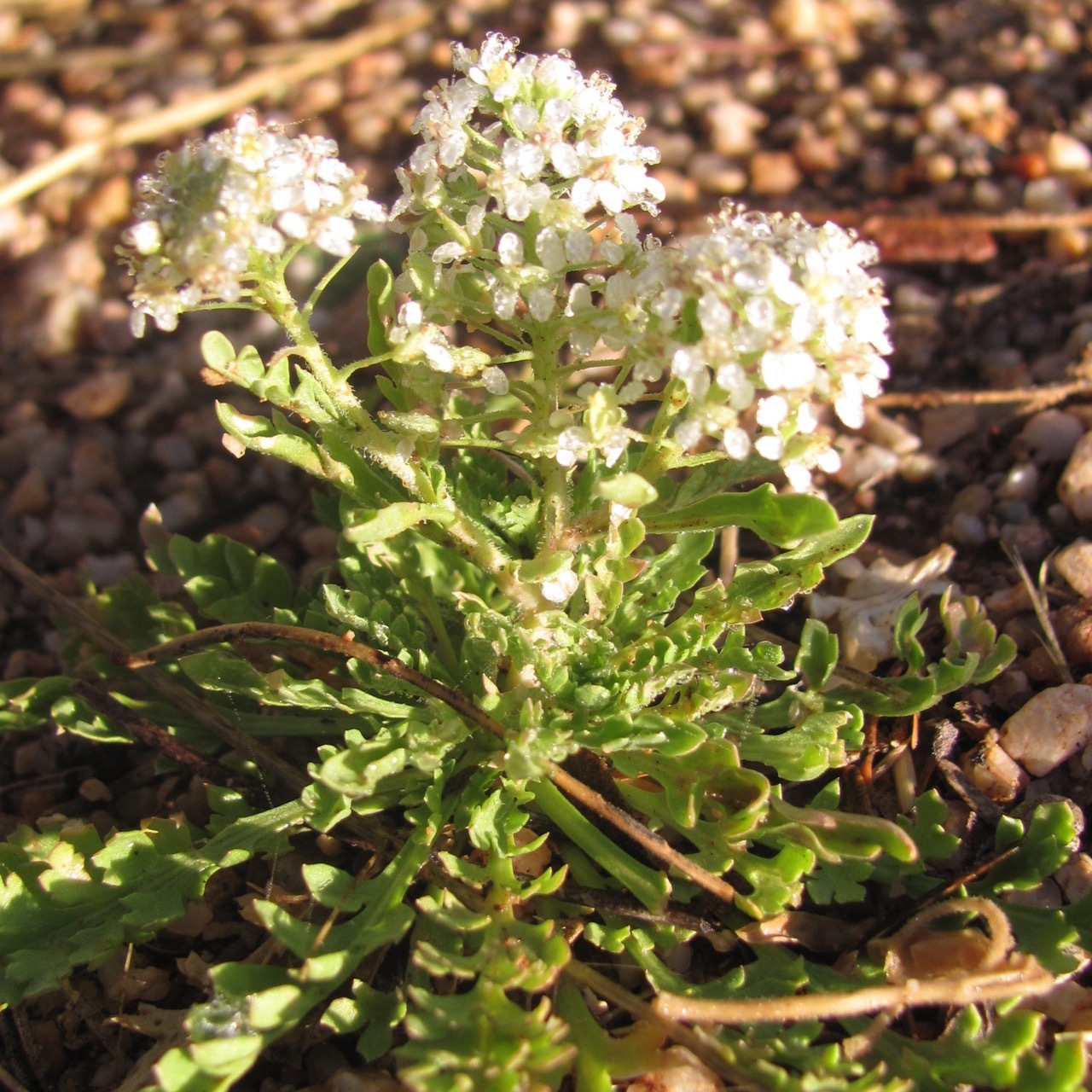 Lepidium thurberi