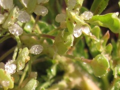 Lepidium thurberi