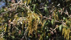 Quercus agrifolia oxyadenia