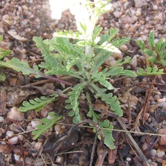 Lepidium thurberi