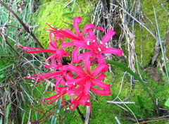 Nerine sarniensis