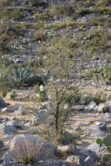 Vachellia schaffneri