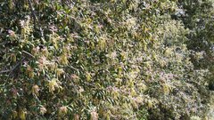 Quercus agrifolia oxyadenia
