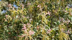Quercus agrifolia oxyadenia
