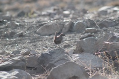Pteroptochos megapodius