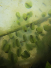 Ambystoma gracile