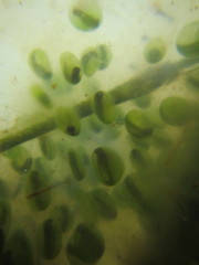 Ambystoma gracile