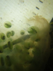 Ambystoma gracile