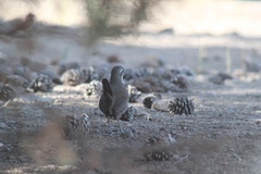 Pteroptochos megapodius