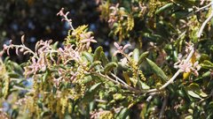 Quercus agrifolia oxyadenia