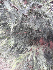 Cupressus × leylandii