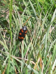 Cercopis intermedia