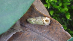 Sorolopha phyllochlora