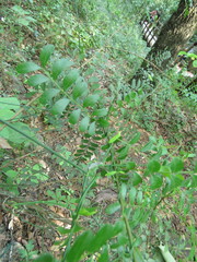 Zanthoxylum fagara