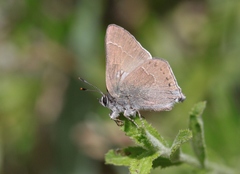 Satyrium tetra