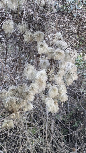 Chaparral Clematis winter