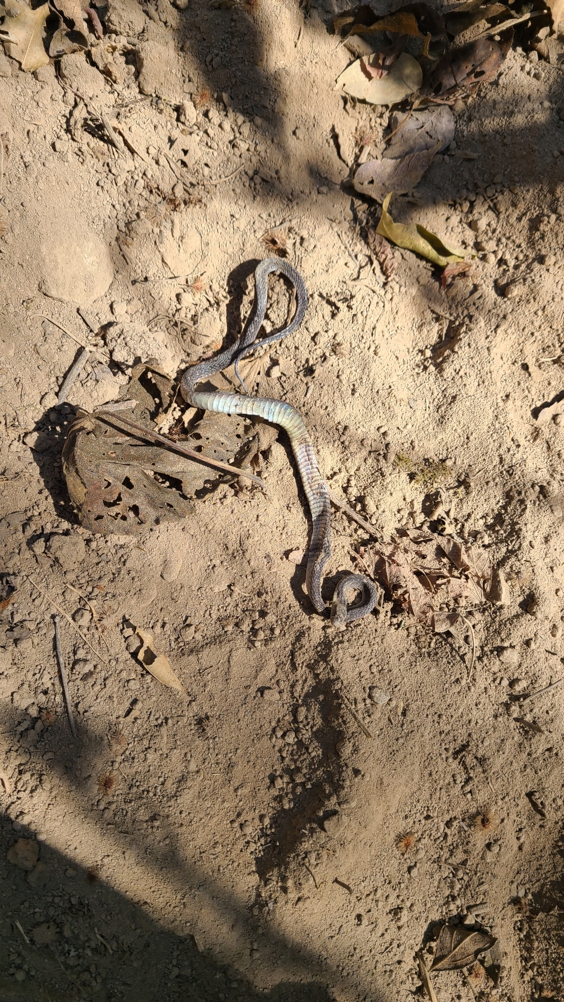 Espinal's Coffee Snake photo 6
