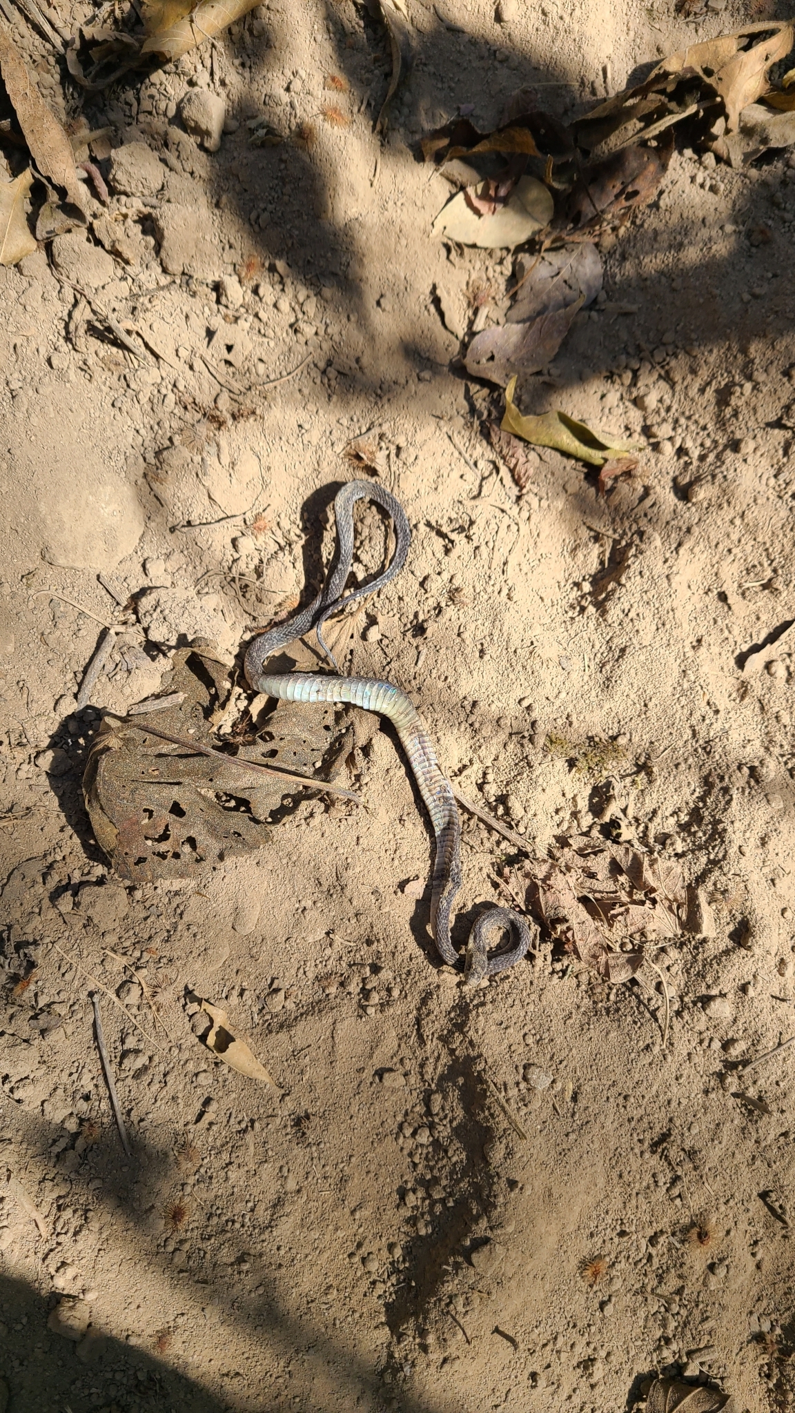 Espinal's Coffee Snake photo 7