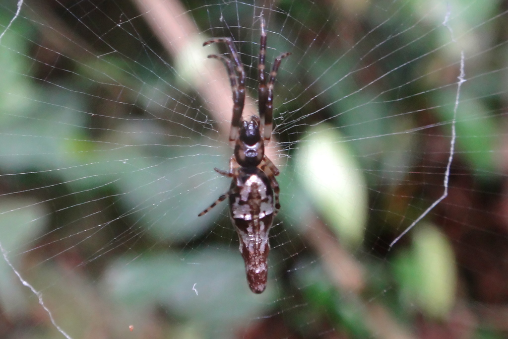 Cyclosa ginnaga in April 2019 by Tommy · iNaturalist