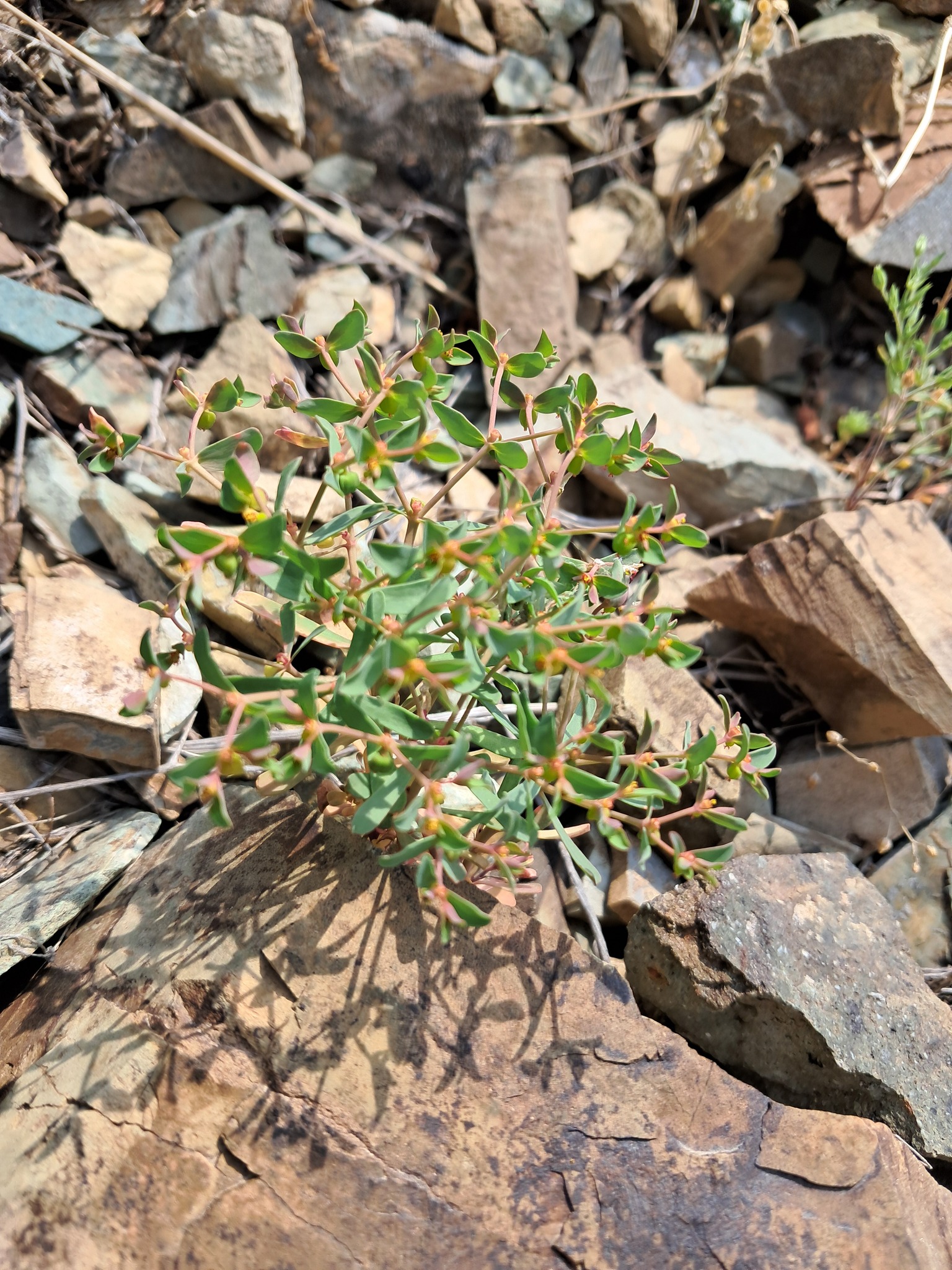 Euphorbia sororia