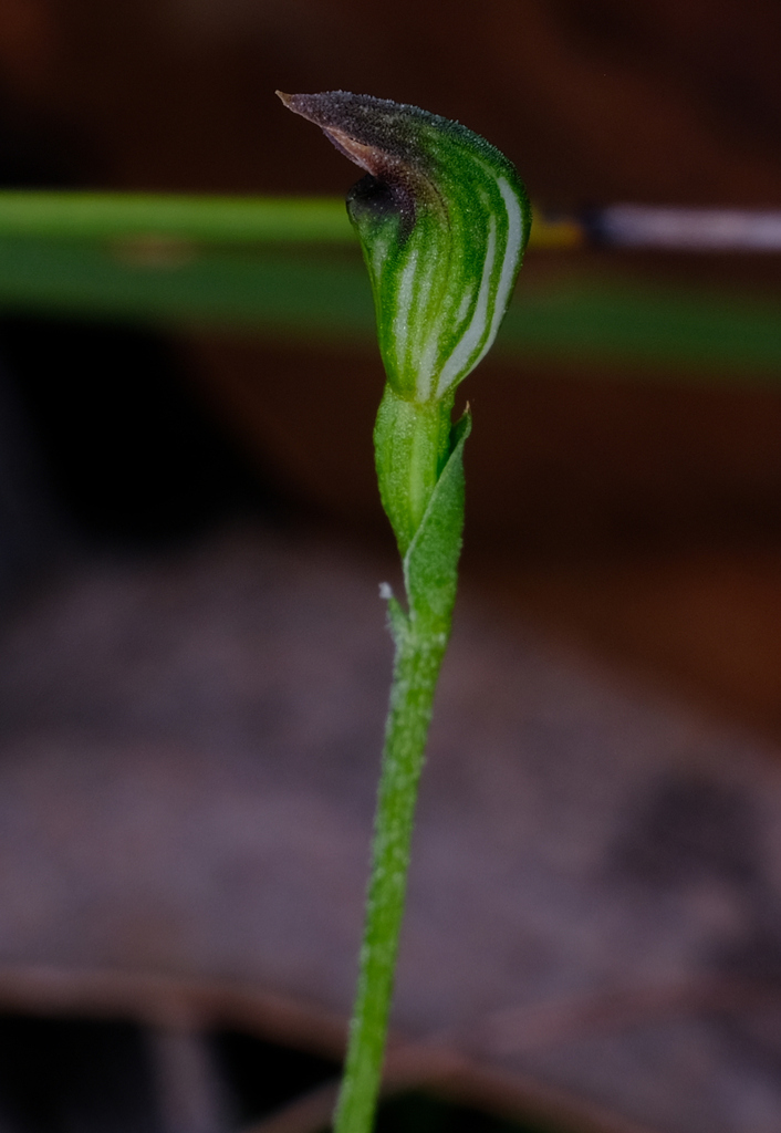 Pterostylis clivosa