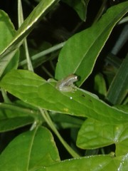 Pristimantis acuminatus