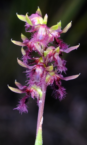 Image of Genoplesium morrisii by (c) Peter Crowcroft, some rights reserved (CC BY)