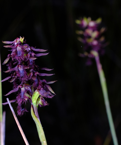 Image of Genoplesium morrisii by (c) Peter Crowcroft, some rights reserved (CC BY)