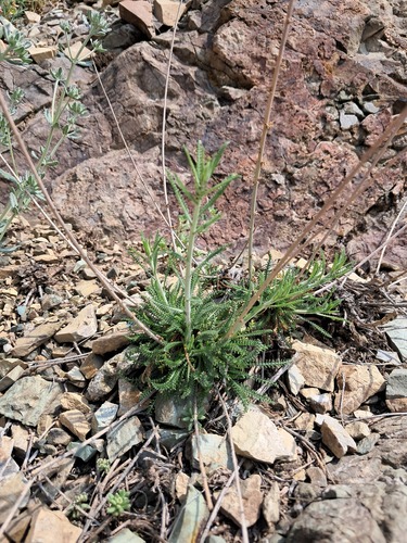 Santolina milfoil (Achillea tenuifolia)