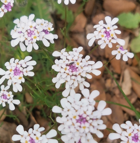 Image of Iberis linifolia by no rights reserved