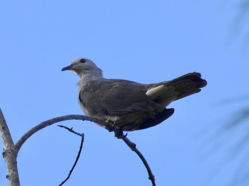 Barking Imperial Pigeon